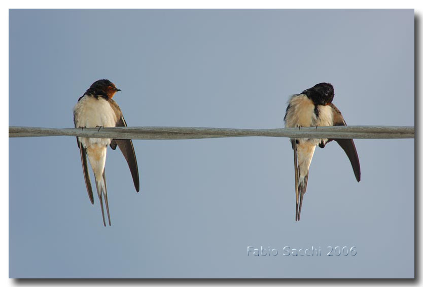 Rondine - Hirundo Rustica & Balestruccio - Delichon urbica